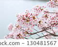 Scenery with cherry blossoms 130481567