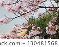 falling cherry blossoms 130481568