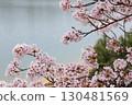 Scenery with cherry blossoms 130481569