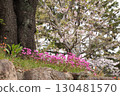 Flowers under the cherry tree 130481570