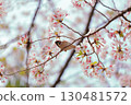 Sparrow perching on a cherry branch 130481572