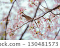 Sparrow perching on a cherry branch 130481573