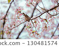 Sparrow perching on a cherry branch 130481574