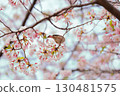 Sparrow perching on a cherry branch 130481575