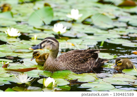 鴨媽媽和她的小鴨子在睡蓮池裡游泳 鴨媽媽和她的小鴨子在睡蓮池裡游泳 130481589