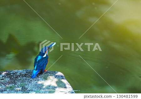 Kingfisher with fish Kingfisher with fish 130481599