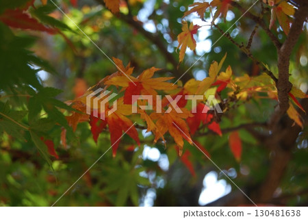 Autumnal scenery of Nara Park Autumnal scenery of Nara Park 130481638