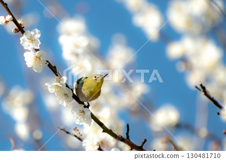 Blue sky, white plum and white-eye Blue sky, white plum and white-eye 130481710