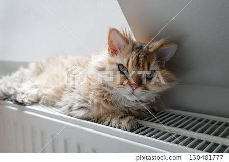 A well-groomed Selkirk Rex cat lies on a radiator by an attic window A well-groomed Selkirk Rex cat lies on a radiator by an attic window 130481777