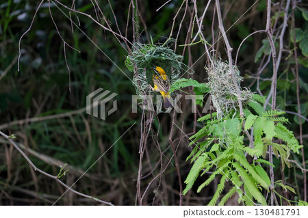 The yellow bird on Build nest from dry stick hay in nature The yellow bird on Build nest from dry stick hay in nature 130481791