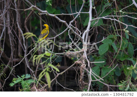 The yellow bird on Build nest from dry stick hay in nature 130481792