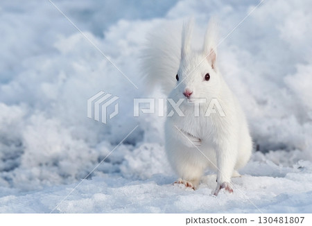 我很興奮能夠多年來第一次看到白色的北海道松鼠。 130481807