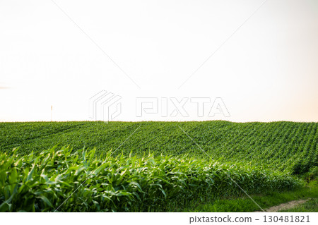 Hillside cornfield stretching across rolling farmland at sunset 130481821