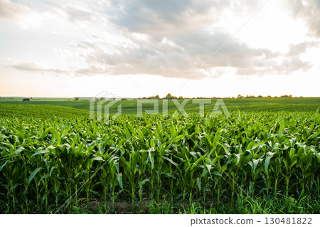 Corn field under dramatic evening sky with clouds 130481822