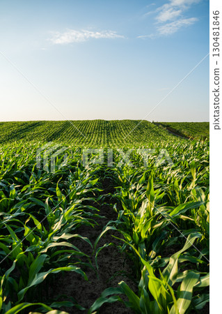 Green corn rows in farmland field under clear summer blue sky Green corn rows in farmland field under clear summer blue sky 130481846