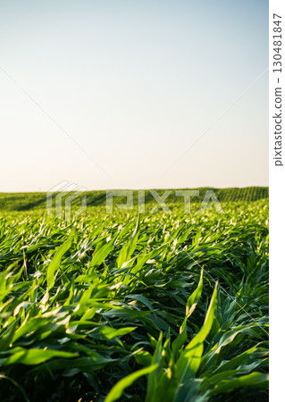 Corn field in summer farmland with green plants under clear sky Corn field in summer farmland with green plants under clear sky 130481847