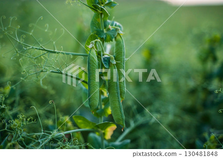 Green pea pods growing on plant with tendrils in summer farmland field 130481848
