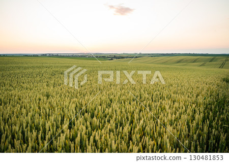 Wheat field landscape under summer evening sky in rural farmland agriculture Wheat field landscape under summer evening sky in rural farmland agriculture 130481853