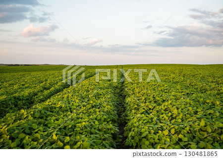 Wide soybean field with green plants under blue sky in farmland landscape 130481865