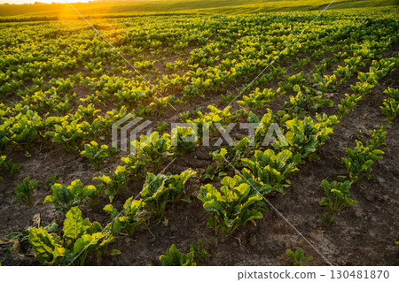 Sugar beet field at sunset with rows of green plants in farmland landscape Sugar beet field at sunset with rows of green plants in farmland landscape 130481870