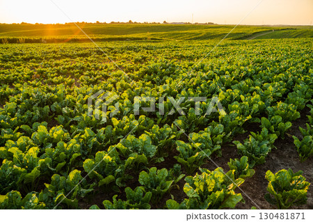 Rows of sugar beet plants in farmland soil under warm sunset sunlight 130481871