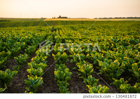 Sugar beet farmland field in summer countryside agriculture landscape at sunset Sugar beet farmland field in summer countryside agriculture landscape at sunset 130481872