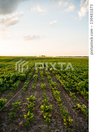 Sugar beet plants growing in rows on rural farmland field at sunset Sugar beet plants growing in rows on rural farmland field at sunset 130481873