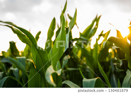 Closeup of green corn leaves in sunlight on summer farmland field Closeup of green corn leaves in sunlight on summer farmland field 130481879