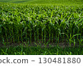 Rows of green corn plants growing in summer farmland countryside field 130481880