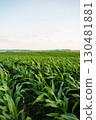 Green corn field under blue summer sky in rural farmland landscape 130481881