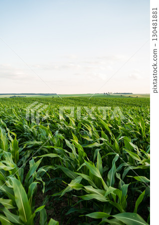 Green corn field under blue summer sky in rural farmland landscape Green corn field under blue summer sky in rural farmland landscape 130481881