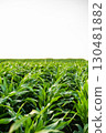 Green corn plants growing in rows on large farmland 130481882