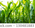 Close-up of fresh green corn leaves in summer field with sunlight 130481883