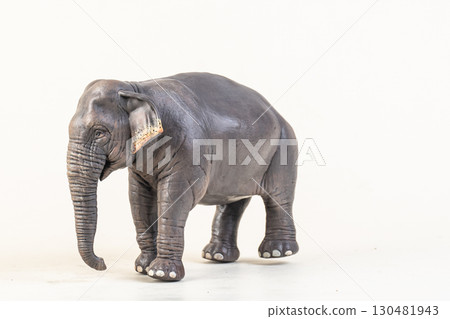 asian elephant on isolated background 130481943