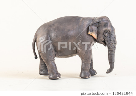 asian elephant on isolated background asian elephant on isolated background 130481944