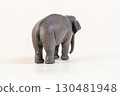 asian elephant on isolated background 130481948