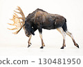 reindeer animal on isolated background 130481950