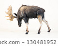 reindeer animal on isolated background 130481952