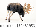 reindeer animal on isolated background 130481953