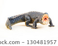 Nile crocodile animal on isolated background 130481957