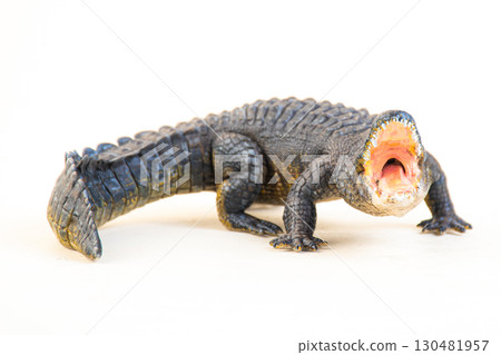 Nile crocodile animal on isolated background 130481957