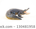 Nile crocodile animal on isolated background 130481958