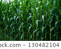 Green corn plants growing tall in agricultural field 130482104