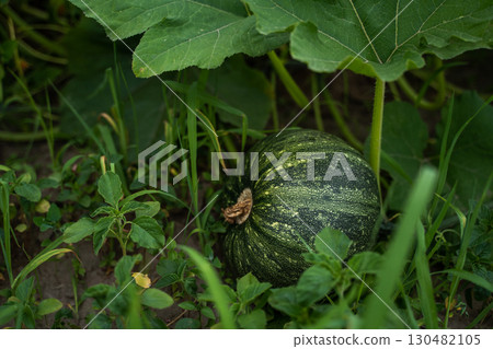 Large green pumpkin ripening in garden foliage 130482105