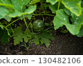 Small green pumpkin growing on vine in garden soil 130482106