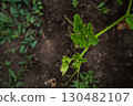 Young green pumpkin plant growing in soil garden 130482107