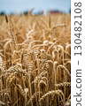 Golden ripe wheat spikes in summer farmland field 130482108