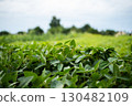 Soybean plants growing in green agricultural field 130482109