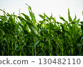 Closeup of tall green corn leaves in farmland 130482110