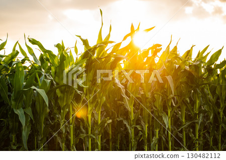 Corn plants on agricultural field. Corn plants on agricultural field. 130482112